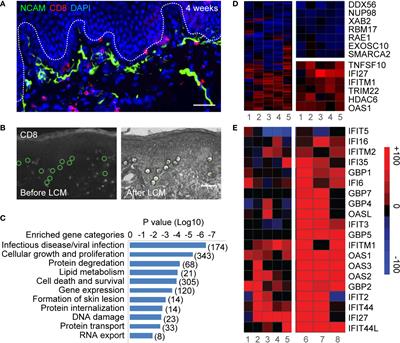 Tissue-Resident-Memory CD8+ T Cells Bridge Innate Immune Responses in Neighboring Epithelial Cells to Control Human Genital Herpes